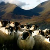 Grazing animals like sheep turn grass into meat that humans can eat, while also serving an important ecological function (Picture: Jeff J Mitchell/Getty Images)