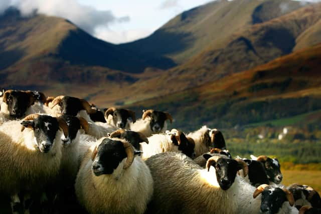 Grazing animals like sheep turn grass into meat that humans can eat, while also serving an important ecological function (Picture: Jeff J Mitchell/Getty Images)