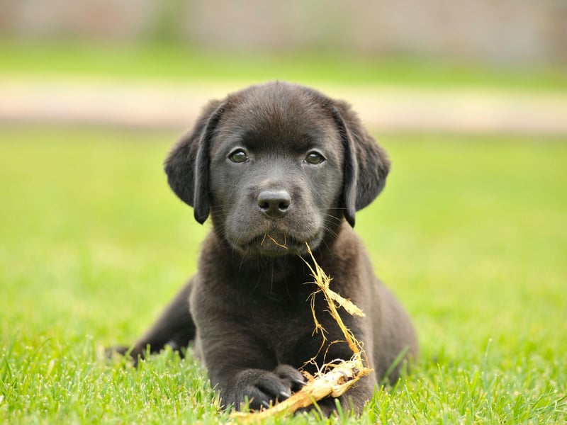 Stanley Coren, a professor of canine psychology, is the world expert on how clever different breeds are. His landmark book 'The Intelligence of Dogs' ranks the Lab as being the seventh most intelligent of all the breeds.