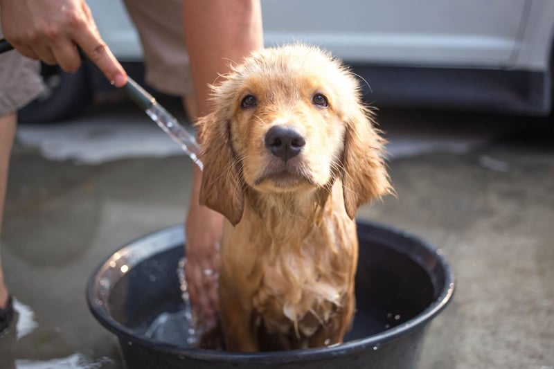 A Germanic name meaning 'soldier' or 'merciful', Milo claims third spot in our Golden Retriever name list. Milo was also the name of Stanley Ipkiss's dog in the film 'The Mask', starring Jim Carrey.