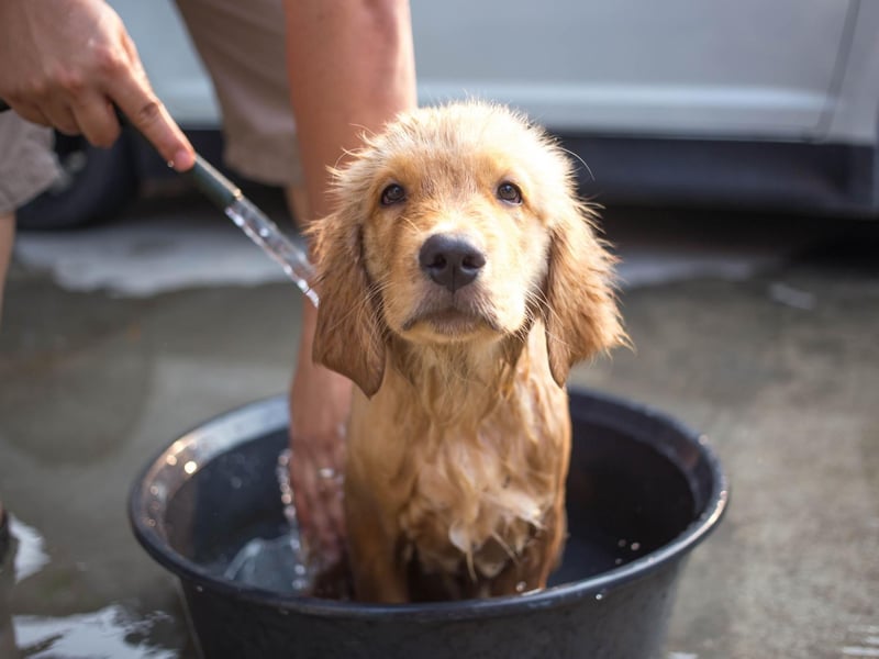 A Germanic name meaning 'soldier' or 'merciful', Milo claims third spot in our Golden Retriever name list. Milo was also the name of Stanley Ipkiss's dog in the film 'The Mask', starring Jim Carrey.