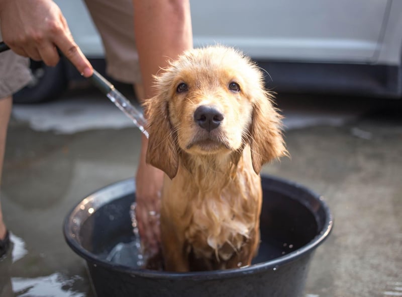 A Germanic name meaning 'soldier' or 'merciful', Milo claims third spot in our Golden Retriever name list. Milo was also the name of Stanley Ipkiss's dog in the film 'The Mask', starring Jim Carrey.