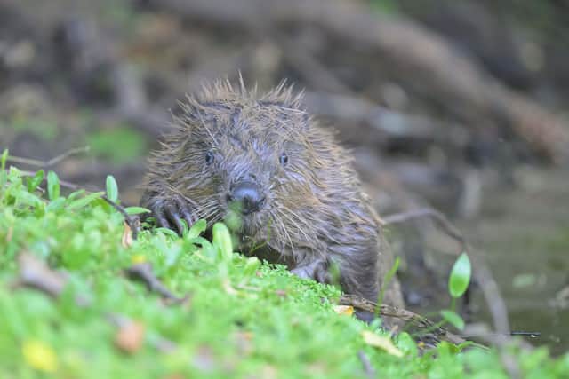 A beaver kit at Argaty
