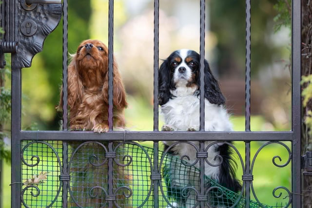 There are many safe sprays you can use near your plants and flowers to deter dogs and cats from going near them. Many are made from plants themselves and contain strong scents that dogs dislike, such as orange peel and bitter apple, which should steer them away.