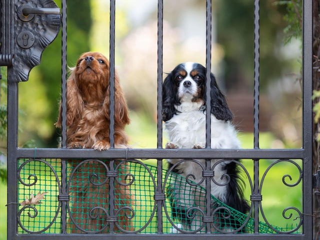 There are many safe sprays you can use near your plants and flowers to deter dogs and cats from going near them. Many are made from plants themselves and contain strong scents that dogs dislike, such as orange peel and bitter apple, which should steer them away.