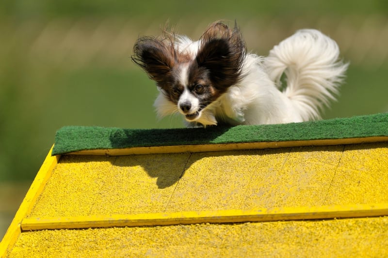 Often thought of as being simply a lap dog, the Papillon is a blur of fur on an obstacle course. These tiny cuties have a great memory for commands, with no hurdle too high for them to fly over.