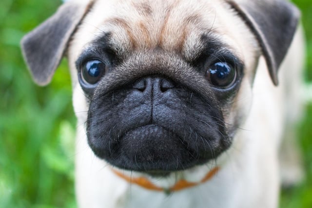 There's no doubting the top toy dog. The Pug retains the title it has held for several years, with 6,122 registrations.