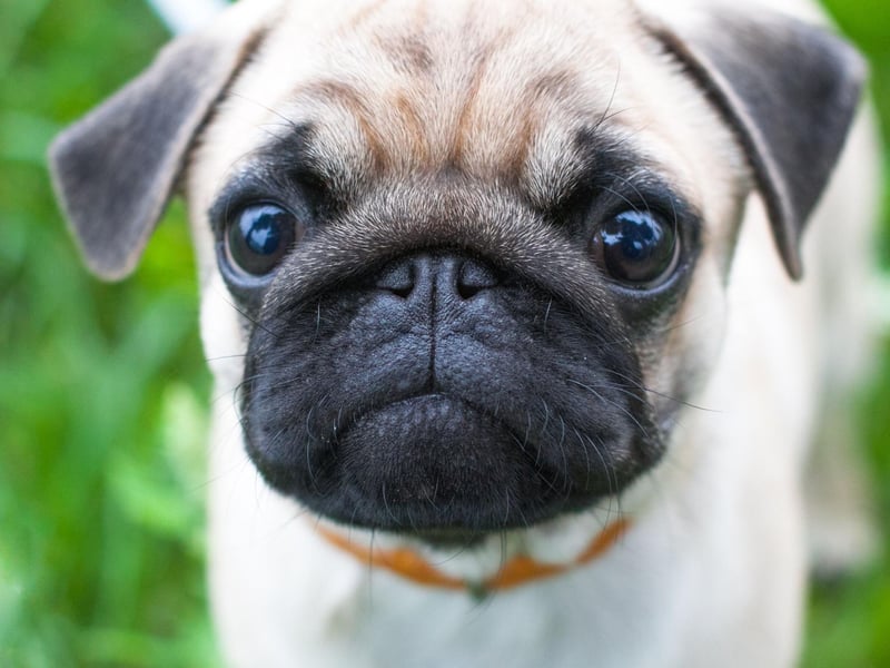 There's no doubting the top toy dog. The Pug retains the title it has held for several years, with 6,122 registrations.