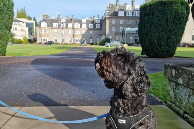 Archie making himself at home in The Glorious Playground at Gleneagles, which has dog friendly rooms available. Pic: R Erskine