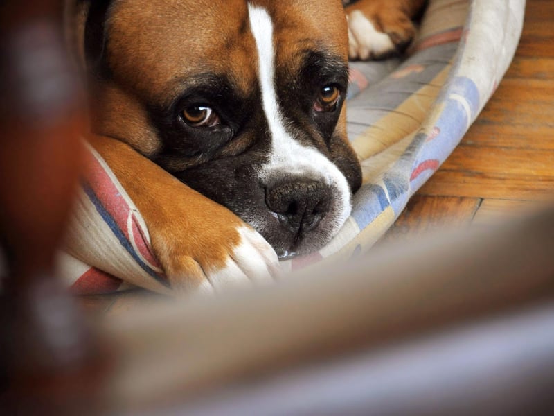 Known to be particularly good and safe around children, the Boxer is one of the most patient of all dog breeds - meaning they are unlikely to lash out from frustration.