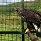 Golden eagle Sula was just nine months old and in "fit and healthy" condition when she died, but investigations have found no discernible cause of death. Picture: South of Scotland Golden Eagle Project