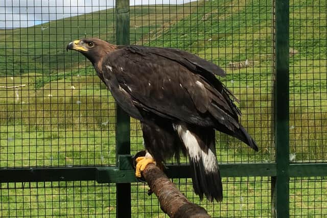 Golden eagle Sula was just nine months old and in "fit and healthy" condition when she died, but investigations have found no discernible cause of death. Picture: South of Scotland Golden Eagle Project