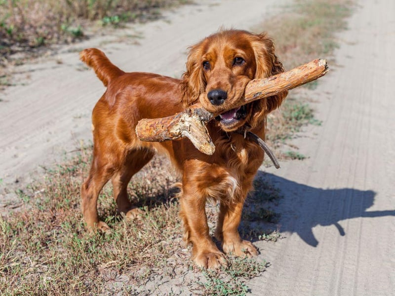 Dogs with heavy, floppy ears and thick hair are most at risk of infected ears - and the Cocker Spaniel ticks all these boxes.