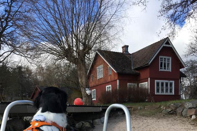 Joppe the dog arrives home at the waterfront cottage which is a guest house with greenhouse, wood store and sauna, one one of the islands off Nagu, Finland. FPic: Fiona Laing