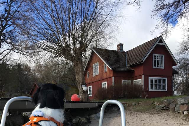 Joppe the dog arrives home at the waterfront cottage which is a guest house with greenhouse, wood store and sauna, one one of the islands off Nagu, Finland. FPic: Fiona Laing