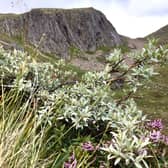 Cairngorms national park