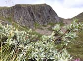Cairngorms national park