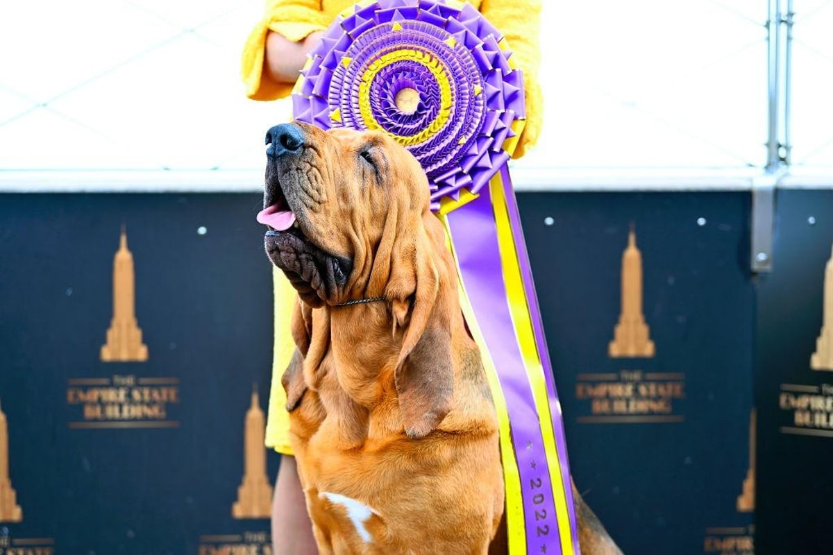 what does the best in show dog win