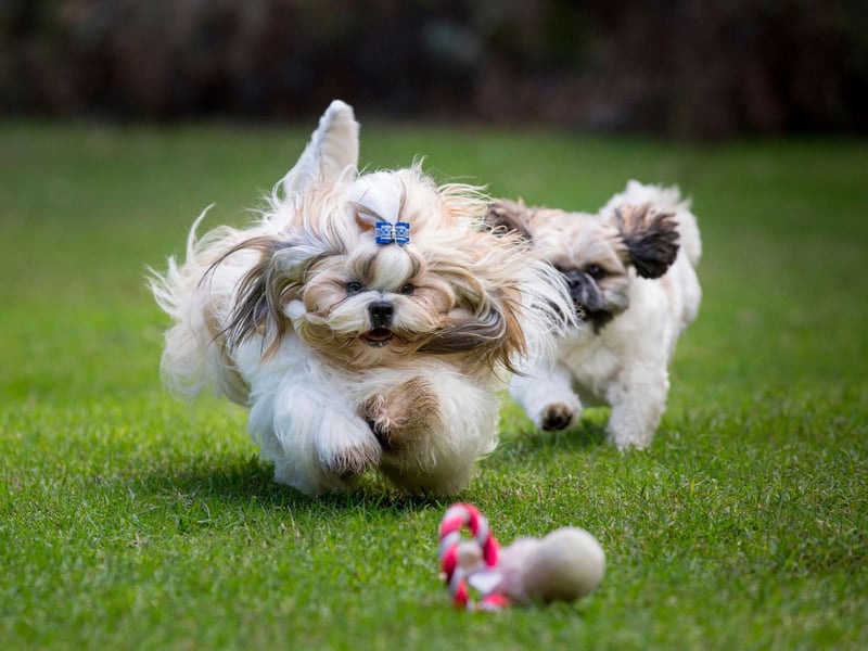 Chinese noble women used Shih Tzus to keep warm during the chilly winter months.Dogs would be carried inside their royal robes, used as bed warmers, and trained to lie on their feet to keep their toes toasty.