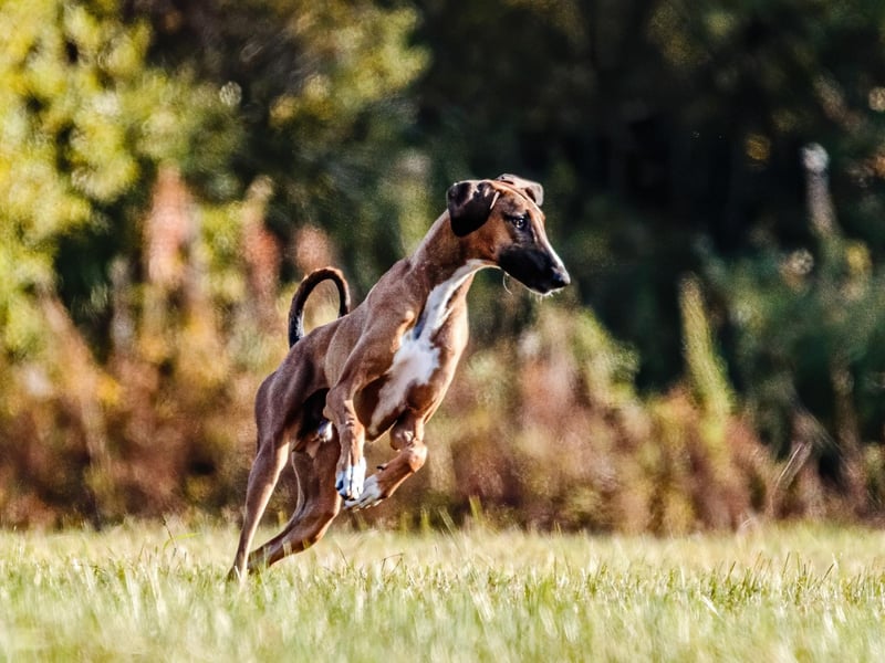 Only a single Azawakh was registered with the Kennel Club last year. The breed comes from West Africa and have been used to hunt game or as a guard dog. There's some good news for the breed though - another has been registered in the first quarter of 2021.