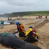 Pilot whales from a pod of more than 50 which died following a mass stranding on Traigh Mhor in North Tolsta, on the Isle of Lewis. Picture: Mairi Robertson-Carrey/Cristina McAvoy/BDMLR