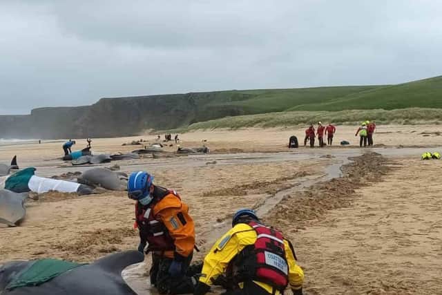 Pilot whales from a pod of more than 50 which died following a mass stranding on Traigh Mhor in North Tolsta, on the Isle of Lewis. Picture: Mairi Robertson-Carrey/Cristina McAvoy/BDMLR