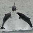 Scotsman Readers Gallery. A photographer has captured the moment three dolphins breached just off the Berwickshire coast. Picture, Walter Baxter