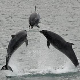 Scotsman Readers Gallery. A photographer has captured the moment three dolphins breached just off the Berwickshire coast. Picture, Walter Baxter