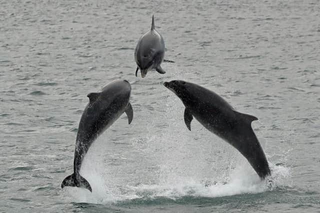 Scotsman Readers Gallery. A photographer has captured the moment three dolphins breached just off the Berwickshire coast. Picture, Walter Baxter