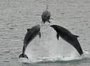 Scotsman Readers Gallery. A photographer has captured the moment three dolphins breached just off the Berwickshire coast. Picture, Walter Baxter