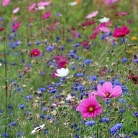 Campaigners are calling on a Scottish council to stop cutting the grass and let wildflowers and bees thrive. PIC: Emphyrio.