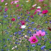 Campaigners are calling on a Scottish council to stop cutting the grass and let wildflowers and bees thrive. PIC: Emphyrio.