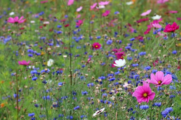 Campaigners are calling on a Scottish council to stop cutting the grass and let wildflowers and bees thrive. PIC: Emphyrio.