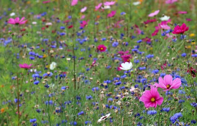 Campaigners are calling on a Scottish council to stop cutting the grass and let wildflowers and bees thrive. PIC: Emphyrio.