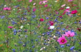 Campaigners are calling on a Scottish council to stop cutting the grass and let wildflowers and bees thrive. PIC: Emphyrio.