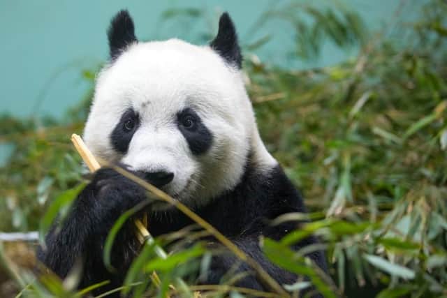 Tian Tian, who gave birth once before in China in 2007, was artificially inseminated under expert veterinary care at Edinburgh Zoo in recent days.