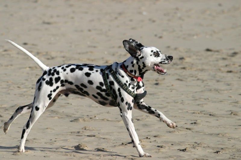 Dalmatians are great exercisers and ideally need two hours of physical activity per day. Once used as ‘carriage dogs’ to guard the passengers and reassure the horses in the stable at night, running long distances is in their DNA. While not the quickest of sprinters, Dalmatians have tonnes of energy. They will truly benefit from long trots in the countryside and mentally stimulating activities.
