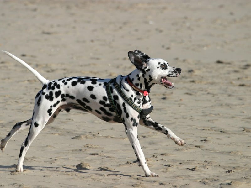 Dalmatians are great exercisers and ideally need two hours of physical activity per day. Once used as ‘carriage dogs’ to guard the passengers and reassure the horses in the stable at night, running long distances is in their DNA. While not the quickest of sprinters, Dalmatians have tonnes of energy. They will truly benefit from long trots in the countryside and mentally stimulating activities.