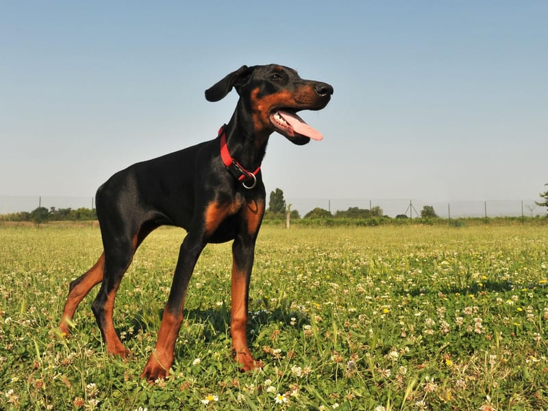 The affectionate and obedient Dobermann can be trained to carry out pretty much any task - including being a skilled and dedicated guide dog.