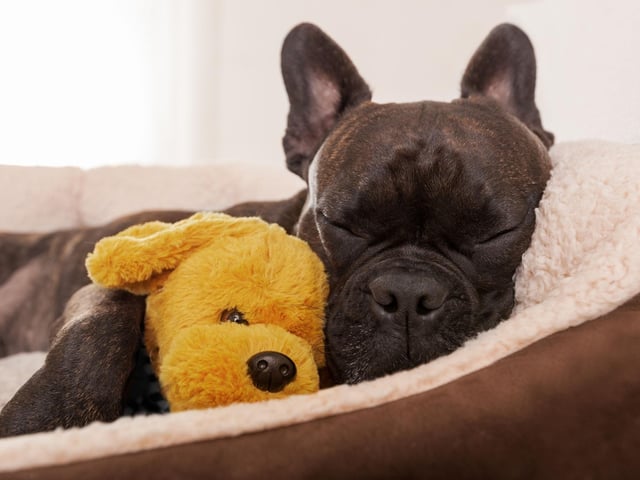 Protect your and pet by securing your property - consider dog cameras, CCTV, and video doorbells.