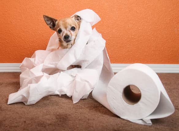Some dogs practically toilet train themselves - while others can be trickier.