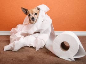 Some dogs practically toilet train themselves - while others can be trickier.
