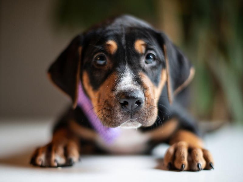 Only officially recognised as a distinct breed by the UK Kennel Club in 2018, the Black and Tan Coonhound was bred in the United States to track raccoons over long distances with their amazing sense of smell. Their bark becomes more regular as they get closer to their prey.