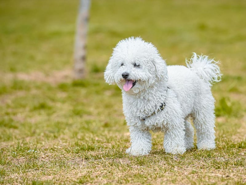 Many people don't realise that the poodle, the epitome of pampered and perfect show dogs, was originally bred for retrieving shot-down birds. The breed still has the requisite soft mouth for the job.