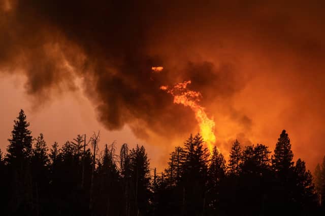Flames rise high into the sky from a forest in California, which has seen wildfires burn increasing amounts of land in recent years (Picture: David McNews/AFP via Getty Images)