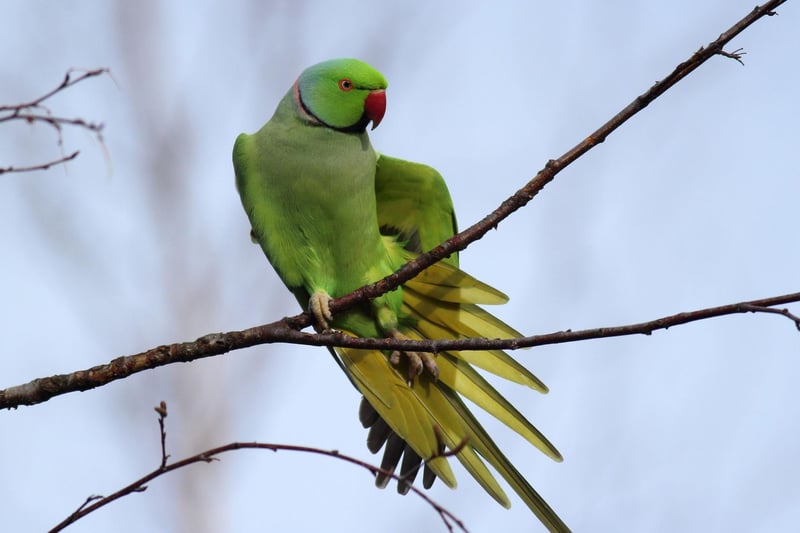 Ring-necked parakeets are a relatively new arrival to Scotland but there are now a number of well-established colonies in the Central Belt - try the Botanic Gardens in Edinburgh, or take a walk in Glasgow's Dawsholm or Kelvingrove Park. Their vivid green colour usually offers great camouflague in leafy trees, so they are much easier to see in the winter when they stand out against the sparse bgackdrop. Nobody knows for sure how they arrived in this country, but many believe that a few escaped pets started to breed and settled in to our parks.