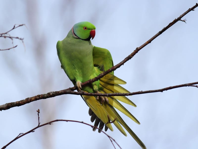 Ring-necked parakeets are a relatively new arrival to Scotland but there are now a number of well-established colonies in the Central Belt - try the Botanic Gardens in Edinburgh, or take a walk in Glasgow's Dawsholm or Kelvingrove Park. Their vivid green colour usually offers great camouflague in leafy trees, so they are much easier to see in the winter when they stand out against the sparse bgackdrop. Nobody knows for sure how they arrived in this country, but many believe that a few escaped pets started to breed and settled in to our parks.
