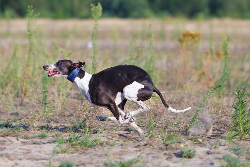 Similar to their close cousin the Greyhound, the Whippet is a natural runner - although they are better suited to longer runs.