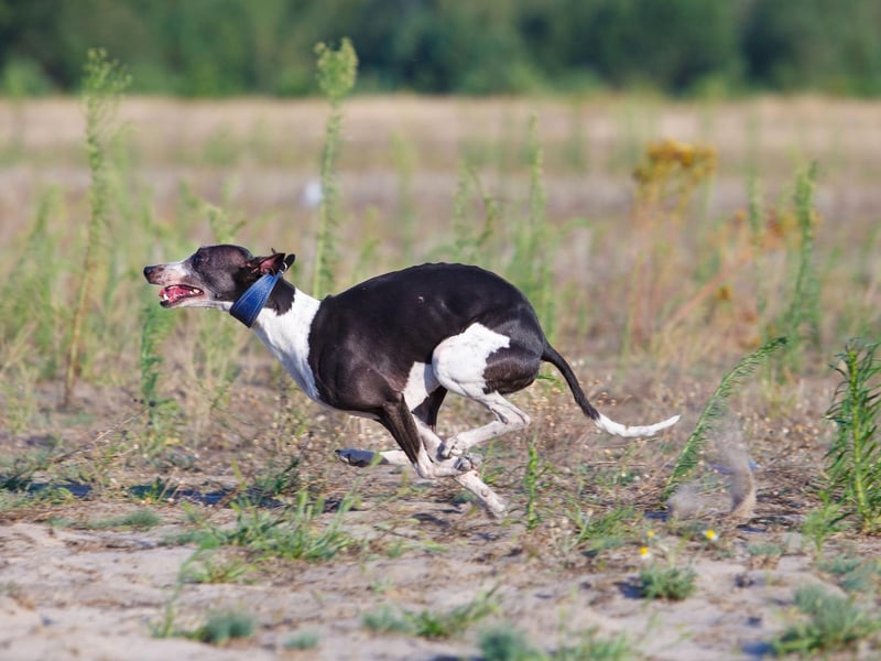 Similar to their close cousin the Greyhound, the Whippet is a natural runner - although they are better suited to longer runs.