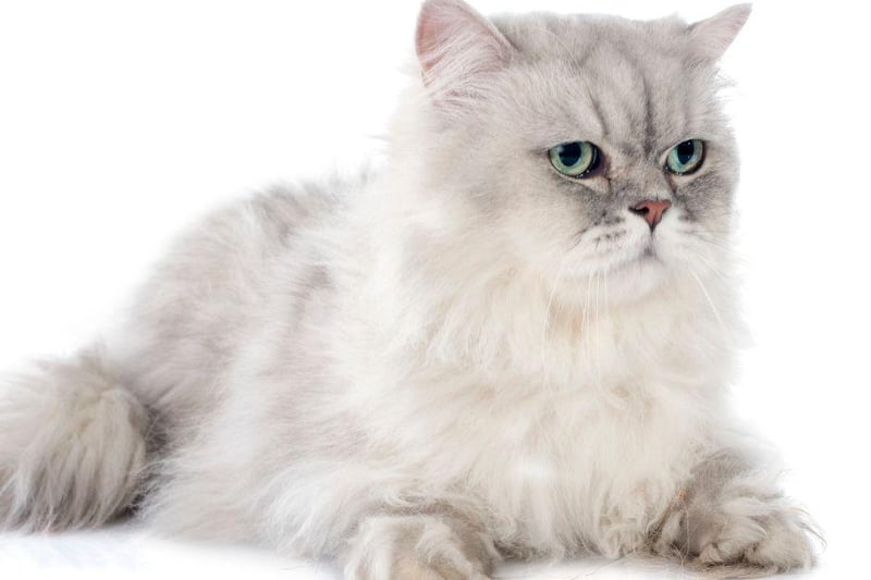 These unique little cat are have lots of luscious long hair and a cute round face to boot.